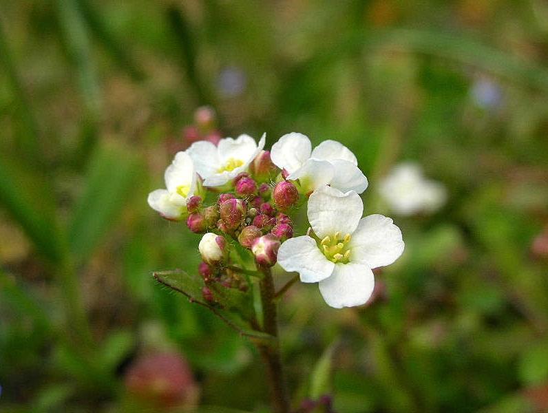 Fiorellini Bianchi da identificare (Capsella sp.)